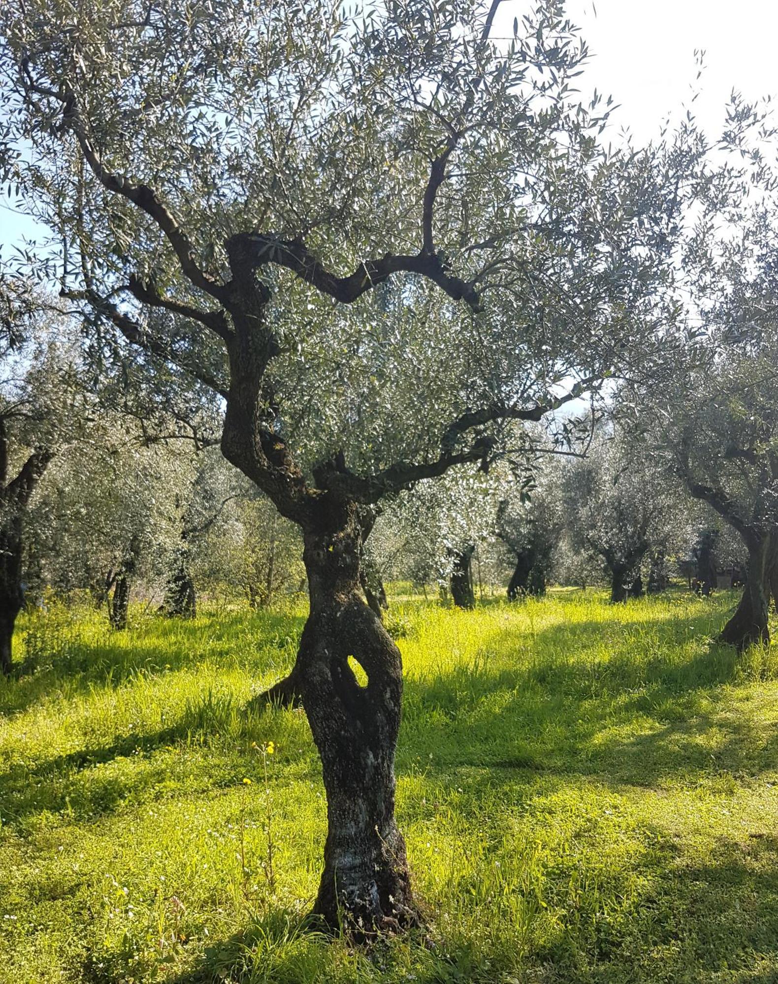 Antico Uliveto Seravezza Exterior foto