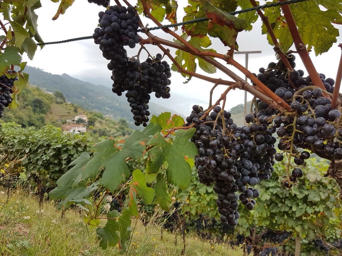 Antico Uliveto Seravezza Exterior foto